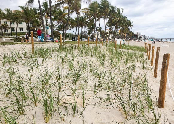 Dune in Deerfield beach, planted 03/2017